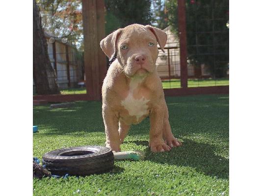 Pitbull
